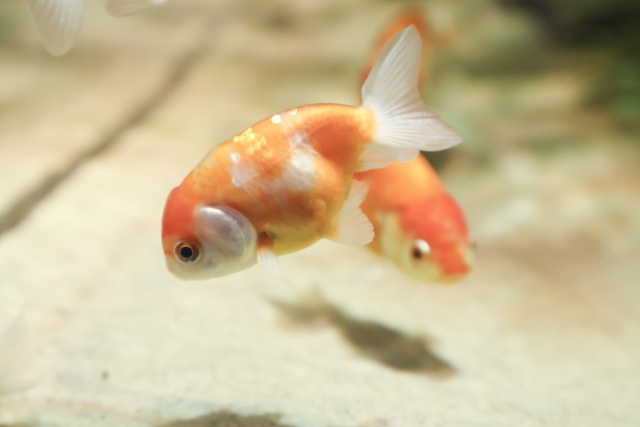 水槽内を泳ぐ赤と白の模様がある金魚の姿