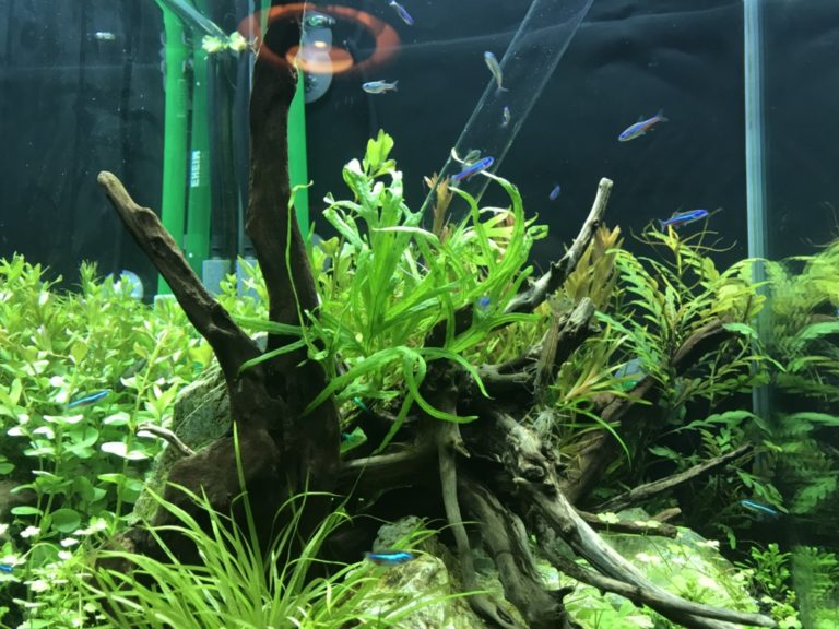 流木と水草に囲まれて泳ぐネオンテトラの仲間たち