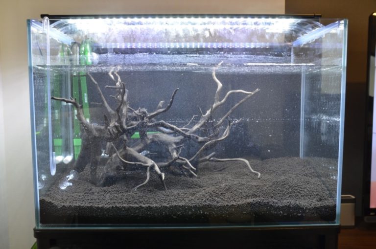 黒いソイルと複雑な形の流木を配置した水槽の全景