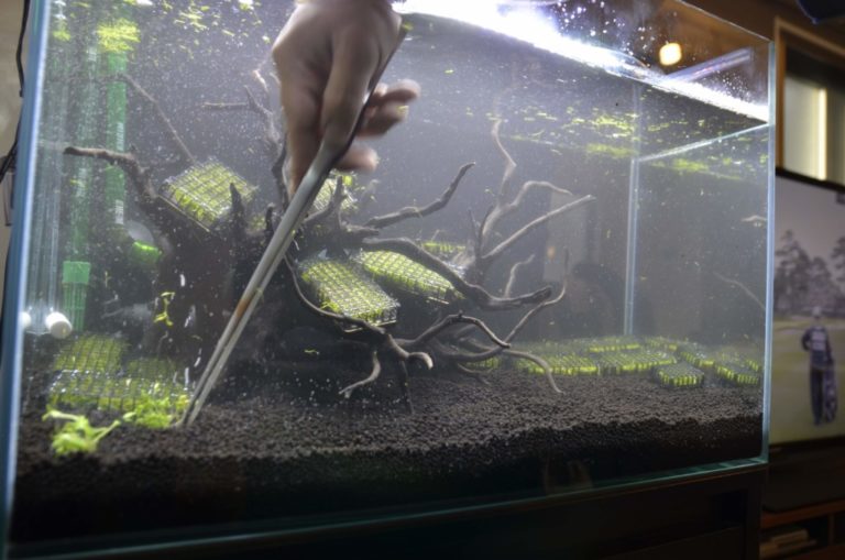 ピンセットで水槽のソイルに水草を植える手元