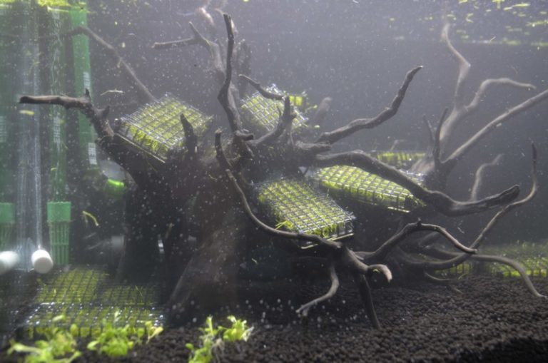 流木に固定された水草マットとソイルを敷いた水槽内景