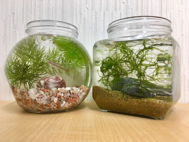 水草とメダカが入った2種類のボトルアクアリウム