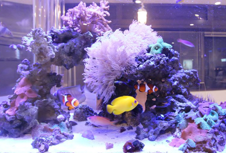 サンゴとクマノミが泳ぐ海水魚水槽のレイアウト
