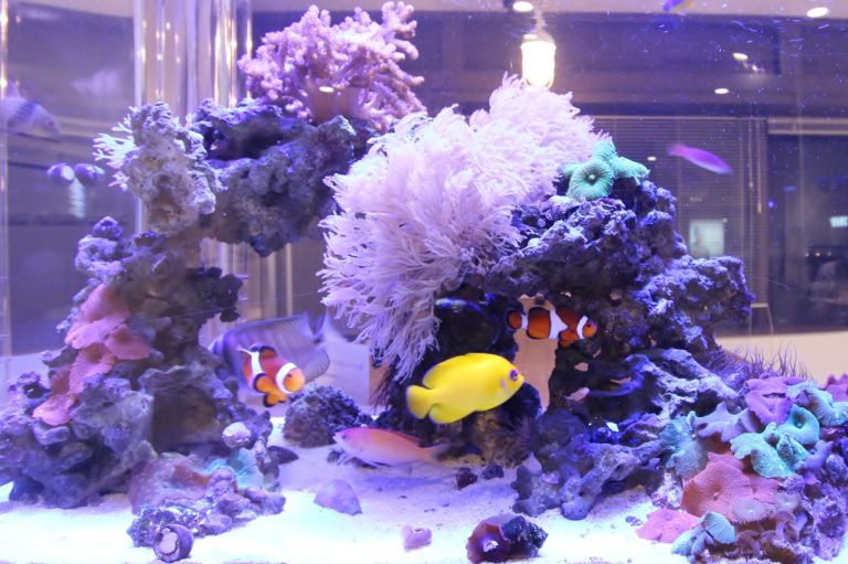 クマノミや黄色い海水魚が泳ぐサンゴ礁の海水魚水槽
