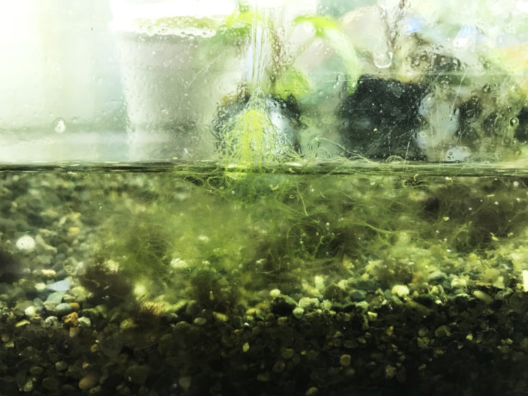 水槽内の砂利に発生した糸状のコケと水草の鉢植え