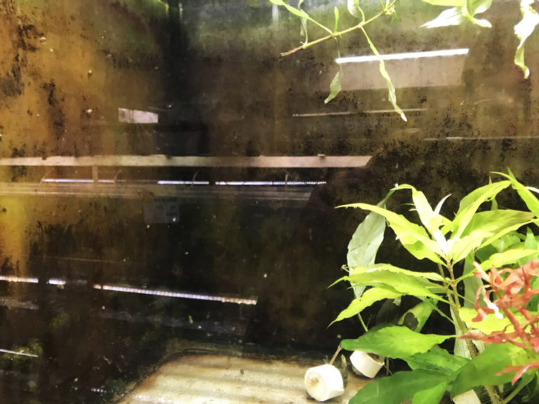 茶色いコケが大量に付着した水槽壁面と右側の水草