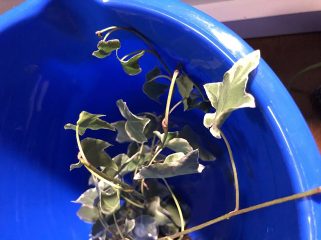 青いバケツの中に入った白い斑入りの植物の葉