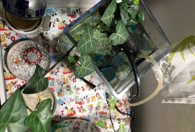 観葉植物を配置した小型水槽と周辺の飼育用品の俯瞰図