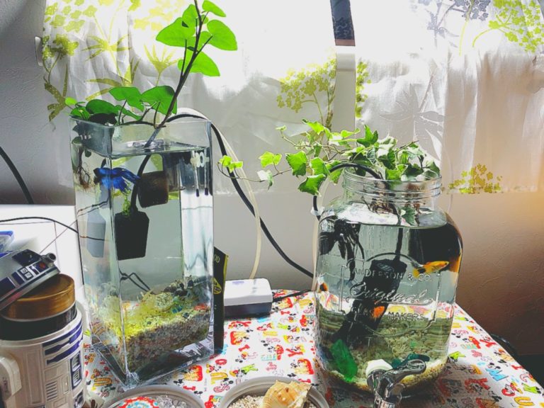 観葉植物を植えた小型水槽とボトルアクアリウムの並び