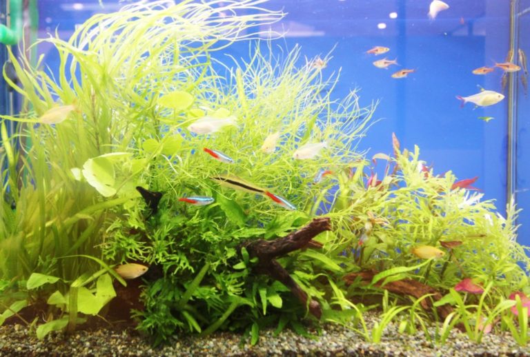水草が茂る水槽内を泳ぐネオンテトラの仲間と小型魚類