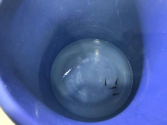 青いバケツの底で泳ぐ数匹のメダカの俯瞰画像