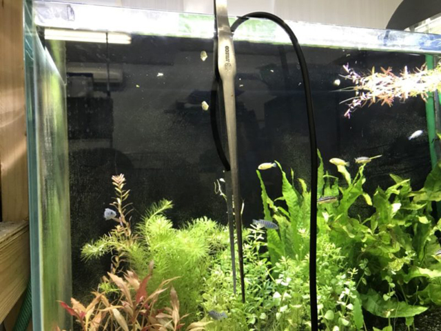 水草が茂る水槽と中央に吊るされた長いピンセット