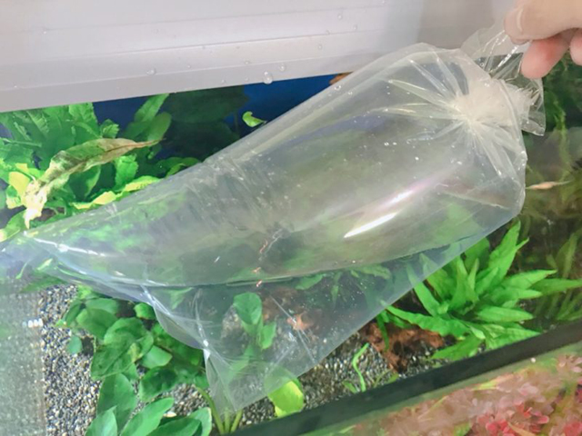 水槽の水面に浮かべた生体入りのパッキング袋