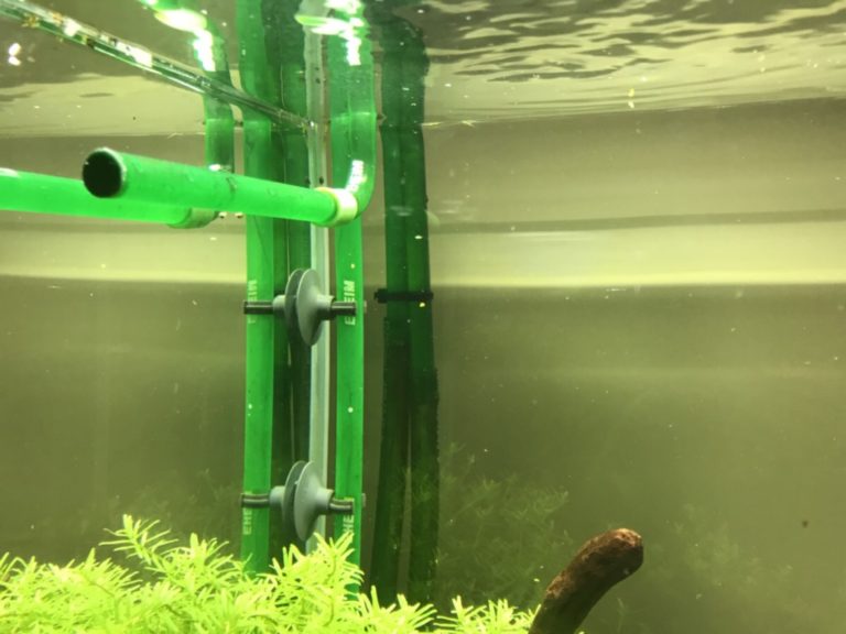 水槽内に設置された緑色の吸排水パイプと水草