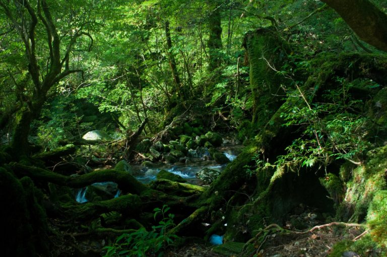 苔むした倒木や岩の間を流れる森の中の渓流