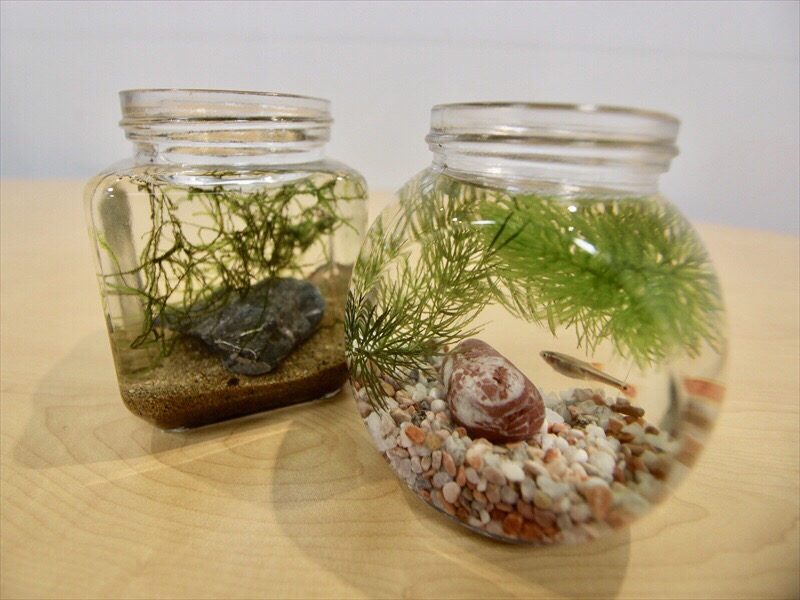 水草と小魚が入った二つのボトルアクアリウム