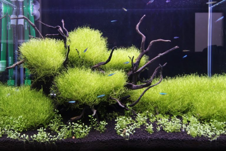 流木に茂る水草と泳ぐネオンテトラの仲間の水槽内観