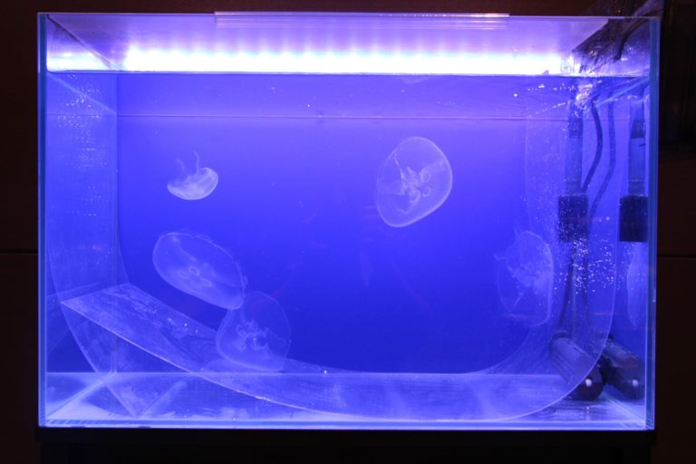 青い照明に照らされた水槽内を泳ぐ数匹のクラゲ