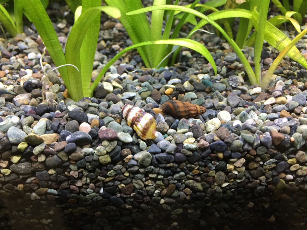 大磯砂の上に置かれた貝と背景の水草