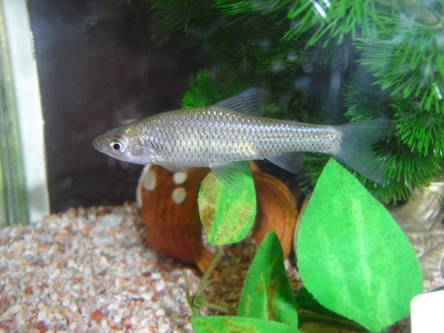 水槽内を泳ぐ銀色の淡水魚と人工水草や底砂のレイアウト