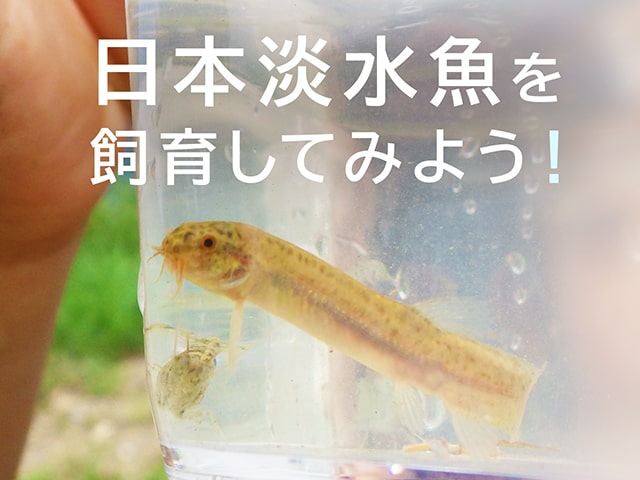 日本淡水魚を飼育してみよう!の文字と容器内のドジョウ類