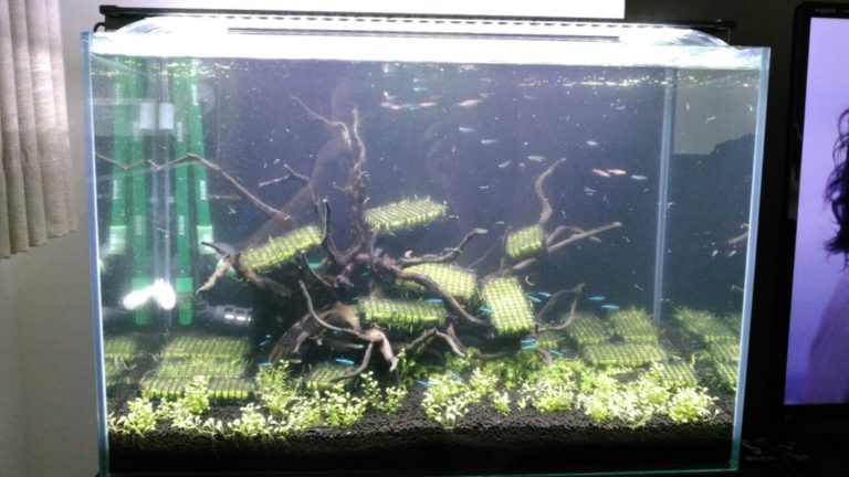 流木と水草を配置したネオンテトラの仲間の水槽