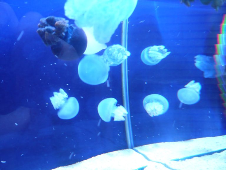 青い照明の水槽内を浮遊する複数のクラゲの群れ