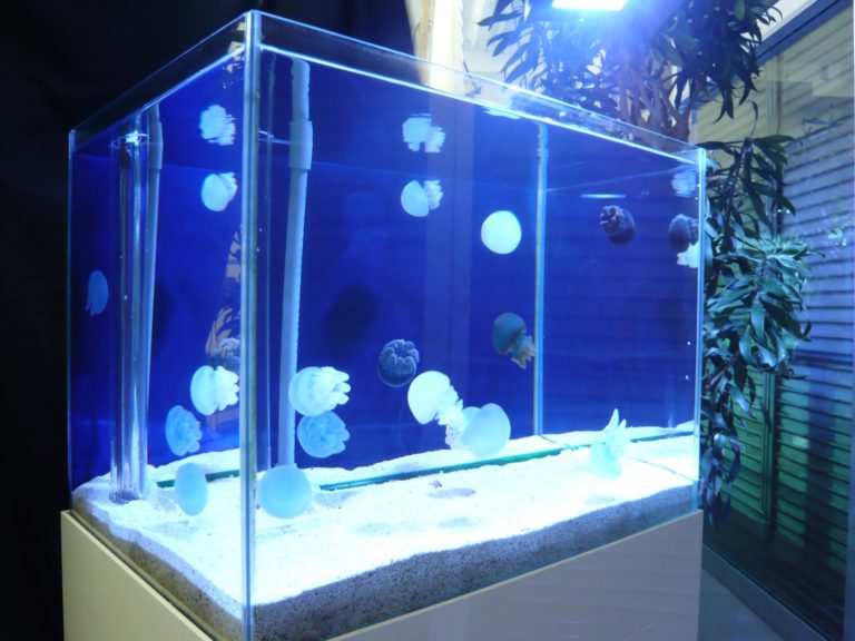 青い背景の水槽内を泳ぐ複数のクラゲと白い底砂