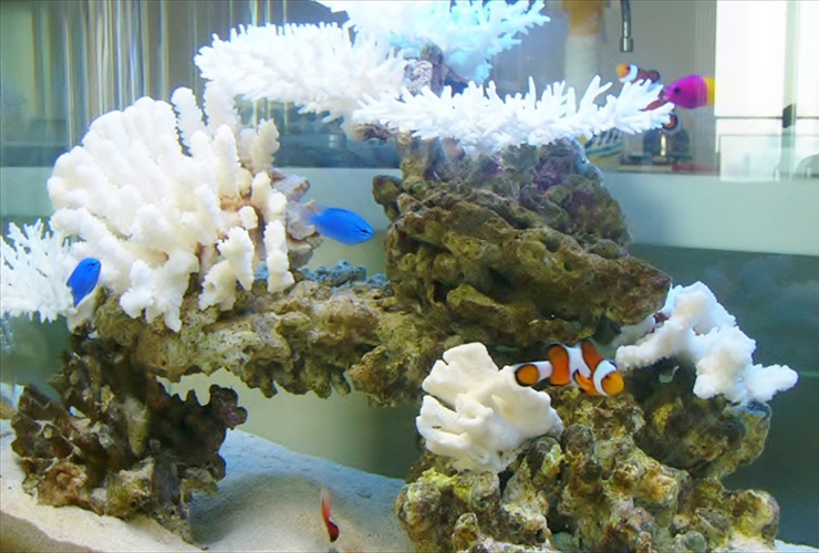 白いサンゴと海水魚が泳ぐマリンアクアリウムの水槽内景観