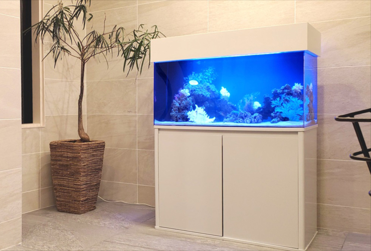 マンションで水槽を始めるには！設置ポイントとおすすめのサイズを解説！のサムネイル画像