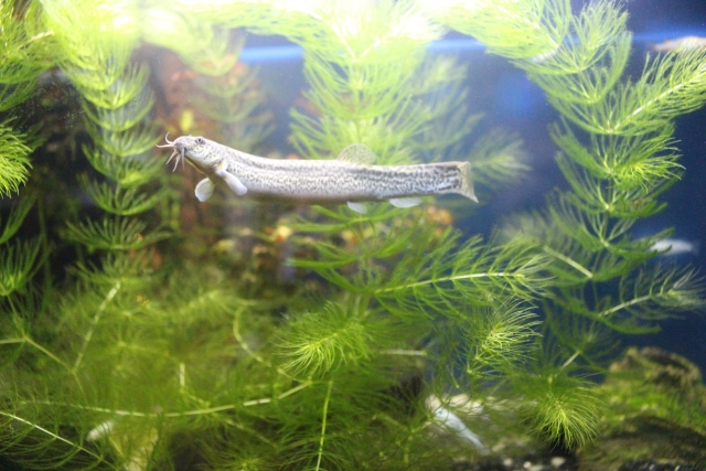 水草が茂る水槽内を泳ぐドジョウとメダカの仲間