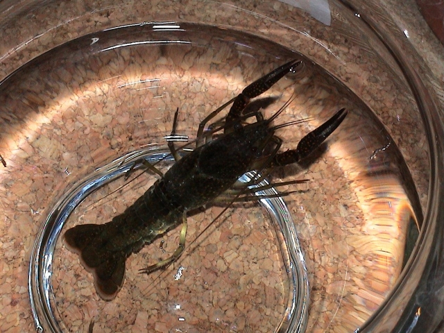 ガラス容器内の水に浸かる黒いザリガニの俯瞰画像
