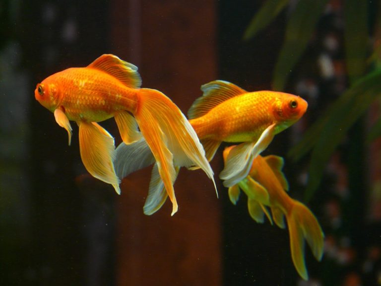 水槽内を泳ぐ長いヒレを持つオレンジ色の金魚3匹