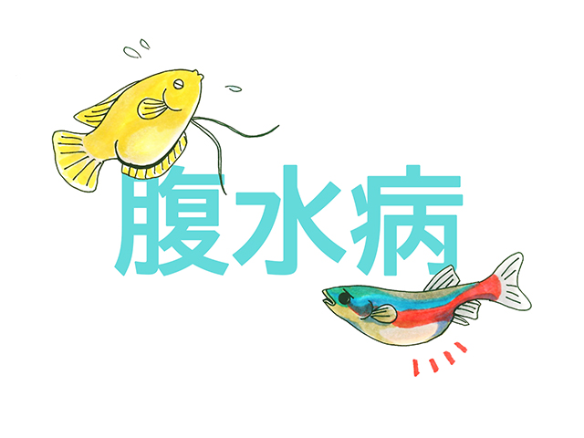 腹水病の文字と腹部の膨らんだ熱帯魚のイラスト画像