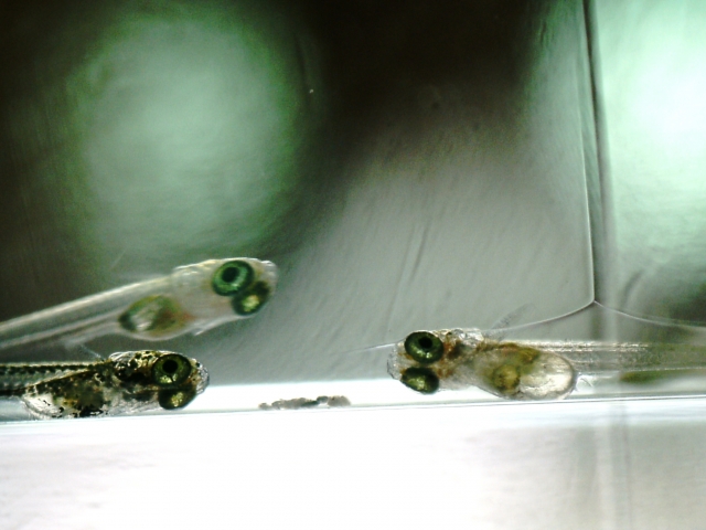 水槽の底付近を泳ぐ3匹のメダカの稚魚