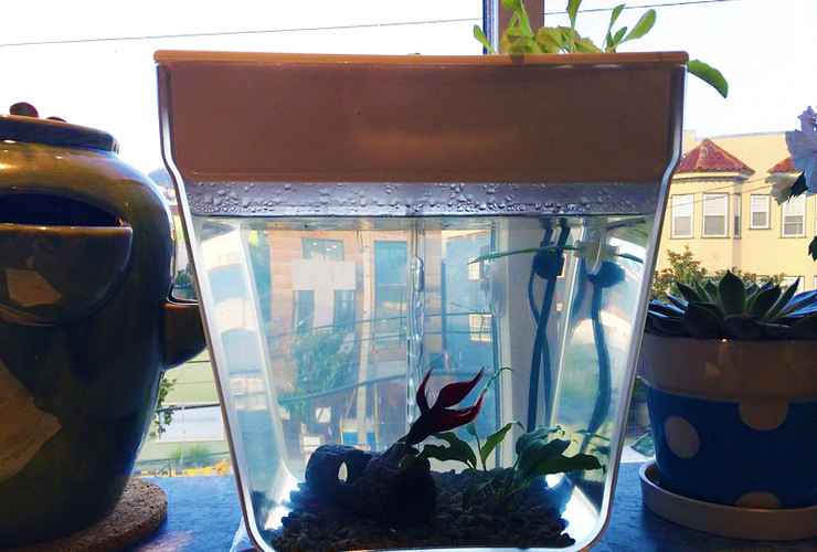 赤いベタと水草が入った窓際の小型水槽と観葉植物