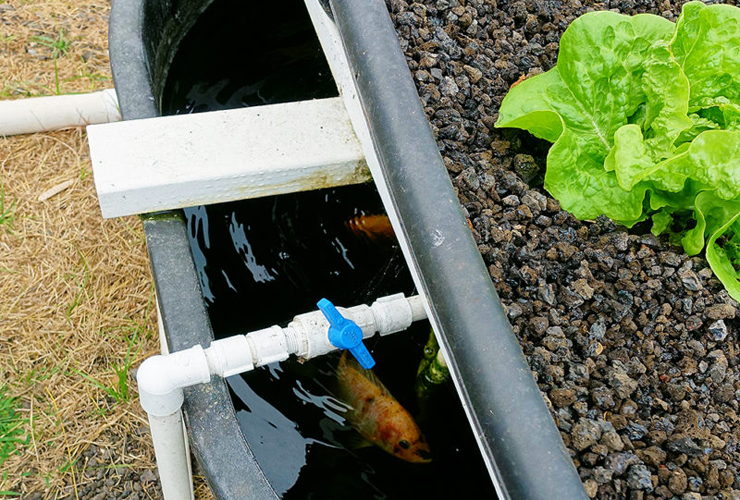 屋外水槽で泳ぐ魚と砂利に植えられた野菜の苗