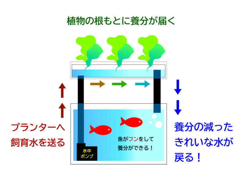植物の根もとに養分が届くアクアポニックスの仕組み図面