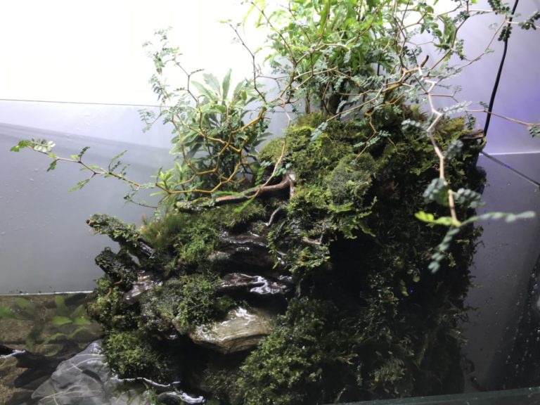 苔の生えた岩と植物で構成されたアクアテラリウムの水槽内壁