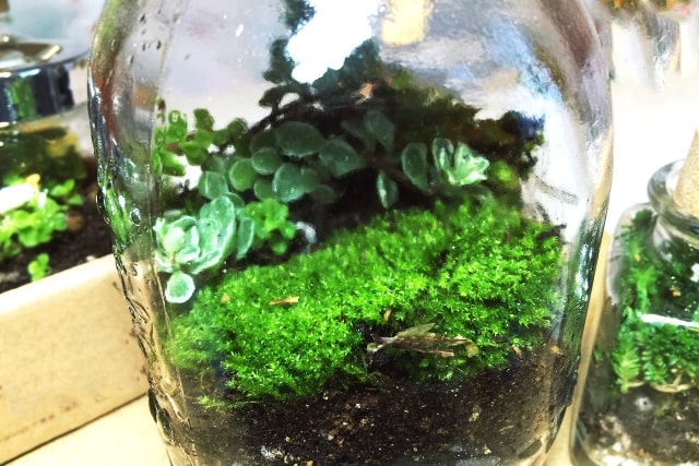 ガラス瓶の中で育つ苔と数種類の植物のテラリウム