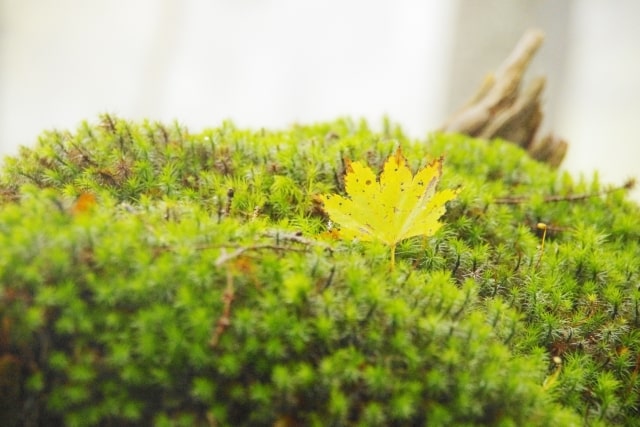 緑色の苔の上に落ちた黄色いカエデの葉と流木