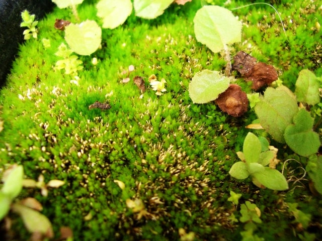 鮮やかな緑色の苔と小さな植物の葉の群生