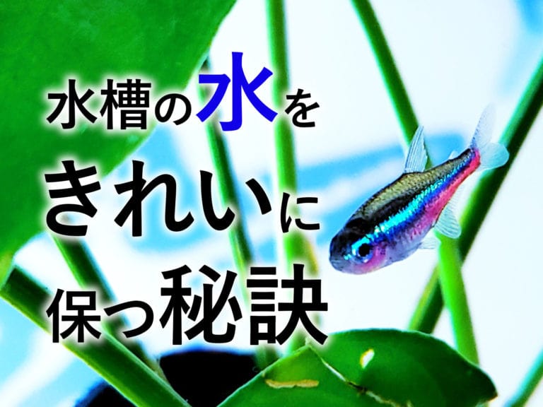 水槽の水をきれいに保つ秘訣の文字とネオンテトラの仲間