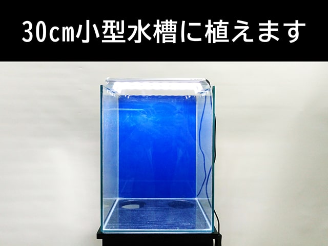 30cm小型水槽に植えますの文字と青い背景の空水槽