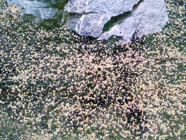 水槽の底砂に敷き詰められた黒と茶色のソイルと石の表面