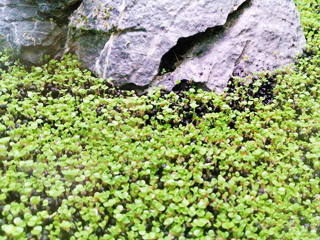 石の周囲に群生する小さな水草と黒いソイルの底床