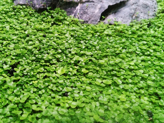 石の周りに群生する緑色の小さな水草の絨毯