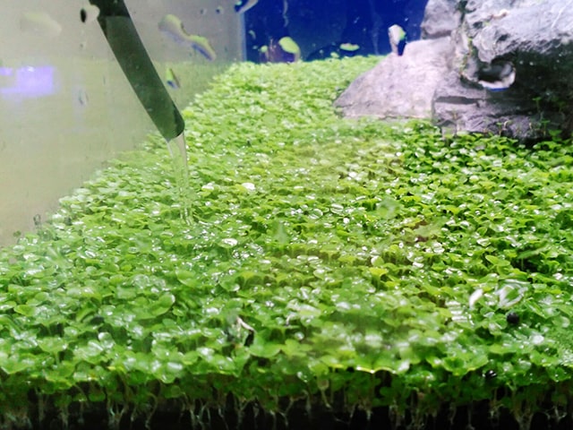 水槽の底一面に広がる緑色の水草と注がれる水
