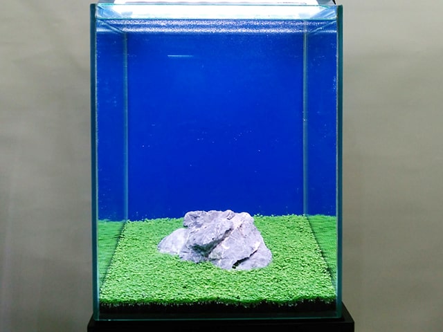 青い背景に石と緑の水草を配置した小型水槽のレイアウト