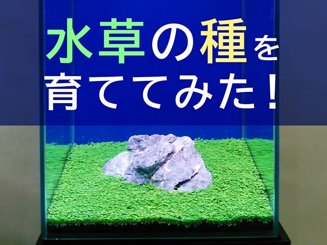 水草の種を育ててみた！の文字と石を配置した水槽画像